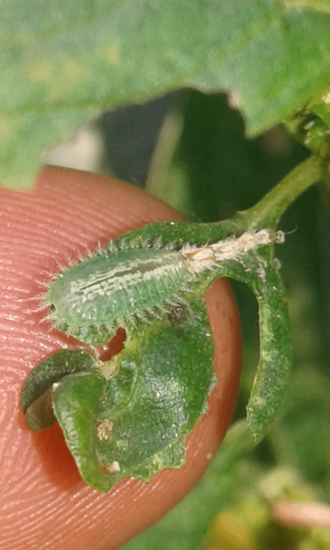 Chrysomelidae: Cassida sp.: S, Cassida piperata, specie aliena